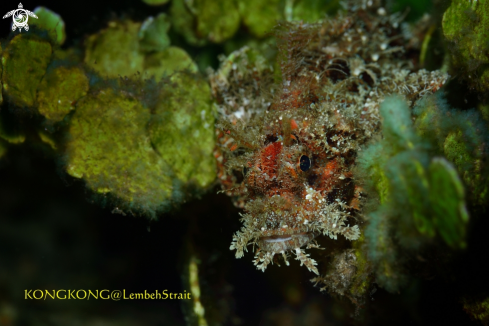 A Tasseled Scorpionfish