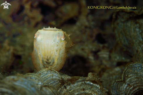 A Pygmy Cuttlefish