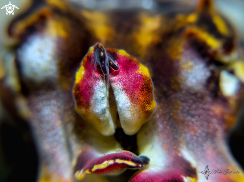 A Flamboyant Cuttlefish