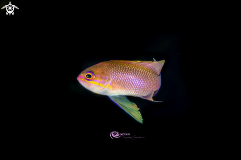 A Profile Anthias