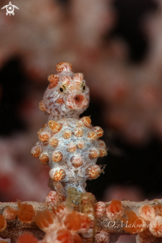 A Pygmy seahorse (Hippocampus bargibanti)