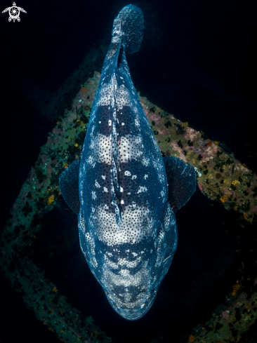 A Epinephelus malabaricus | Malabar Grouper