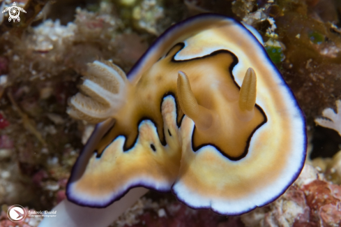 A Coi's Goniobranchus Nudibranch