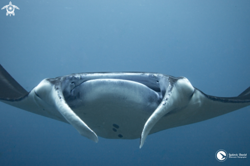 A Mobula alfredi | Reef Manta