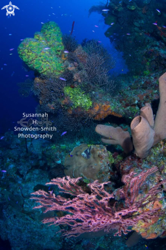 A Ghost Mountain Reef Scene