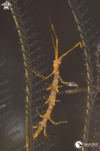 A Skeleton Shrimp