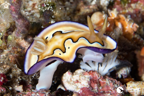 A Coi's Goniobranchus Nudibranch