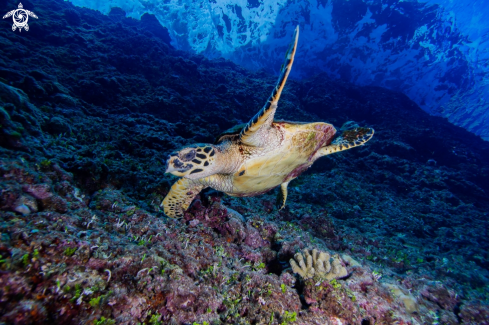 A Hawksbill sea turtle