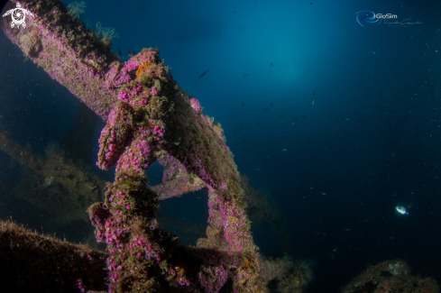 A Corynactis viridis | pink jewel of the sea