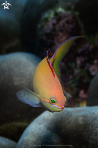 A Redfin Anthias