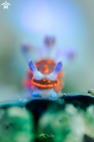 A Nembrotha Yonowae | Nudibranch