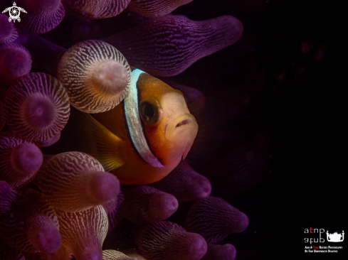 A Clown fish