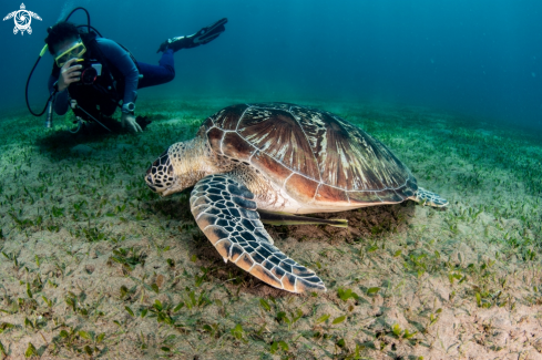 A Turtle and human