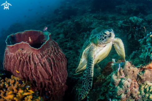 A Green turtle