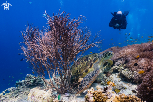 A Green Turtle