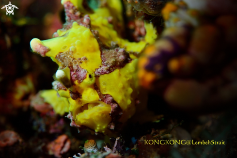 A Painted Frogfish