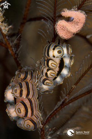 A Donut Nudibranch