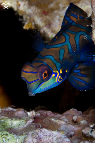 A Synchiropus splendidus | Mandarin Fish