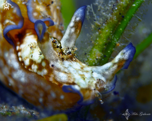 A Nudibranch