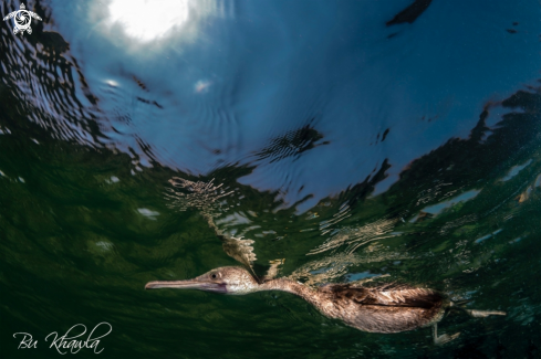 A Socotra Cormorant