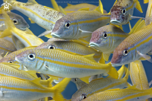 A Yellowfin Goatfish