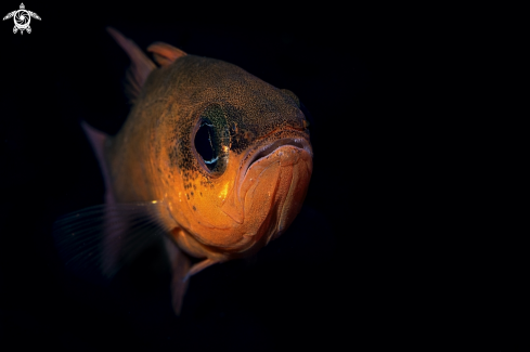 A Mediterranean Cardinalfish