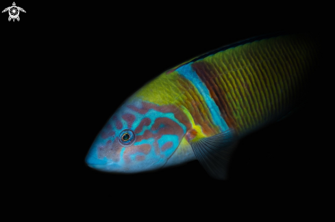 A ornate wrasse