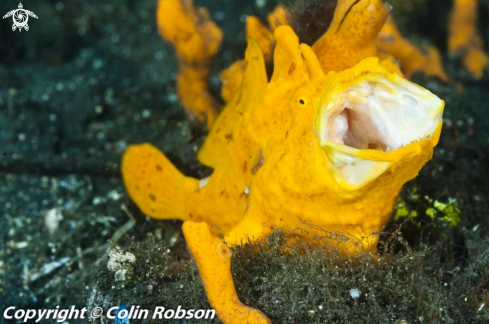 A frogfish