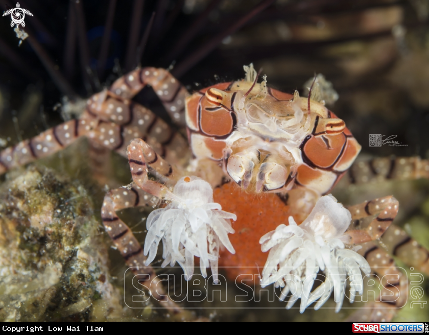 A Pom Pom Crab / Boxer crab