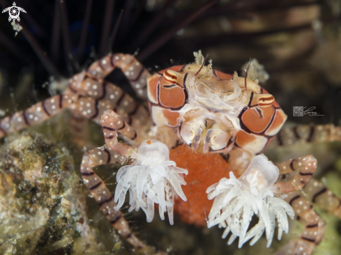 A Pom Pom Crab / Boxer crab