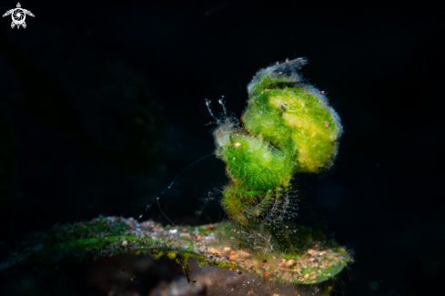 A Green Algae Shrimp