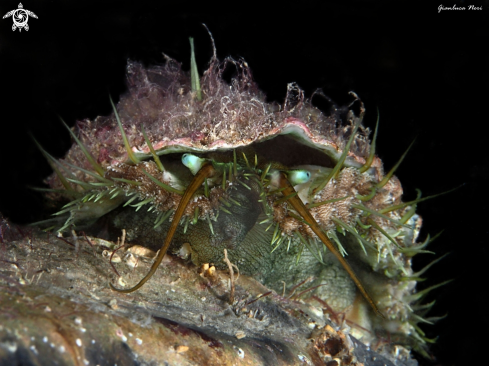 A Haliotis tuberculata | Orecchio di Venere