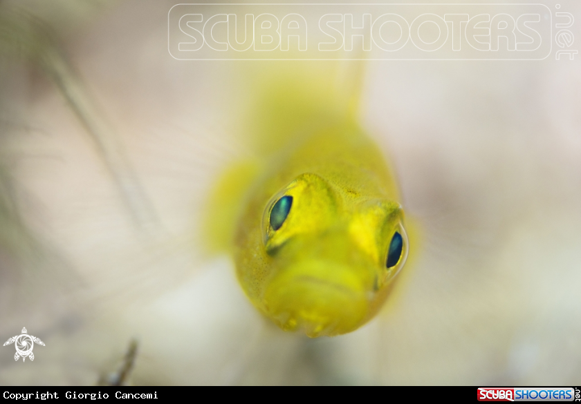 A gold goby