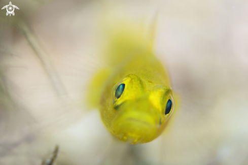 A gold goby