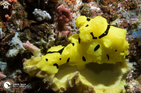 A Aegires minor | Banana Nudibranch