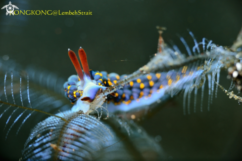 A Nudibranch