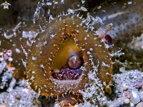 A Melibe Nudibranch