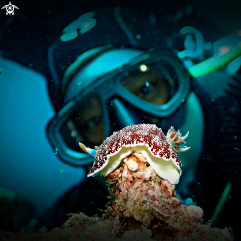 A Chromodoris reticulata | Chromodoris reticulata