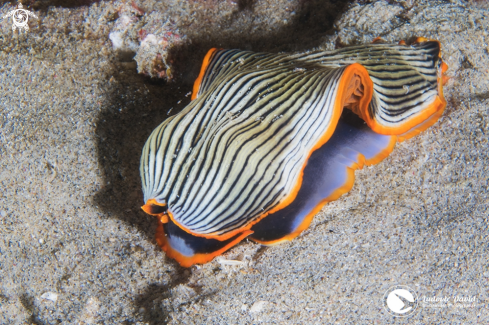 A Armina sp3 | Armina Nudibranch