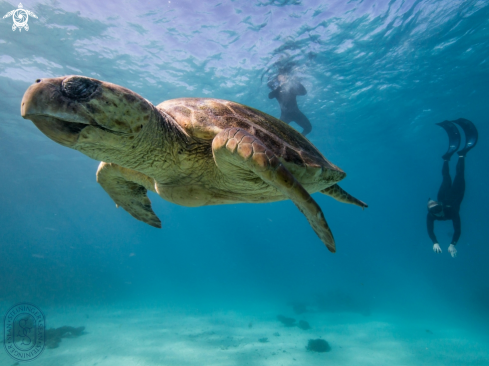 A Loggerhead Turtle 