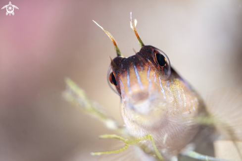 A parablennius rouxi | long striped blenny