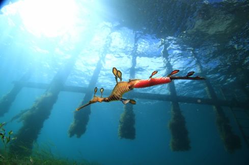 A Weedy Seadragon