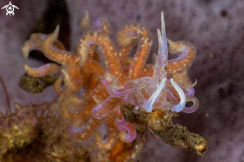 A Phyllodesmium poindimiei