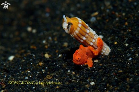 A Baby Frogfish