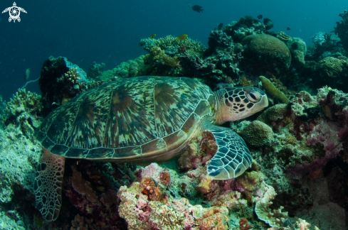 A Green turtle