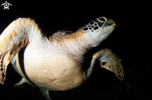 A Chelonia mydas | Green turtle