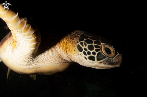 A Green turtle