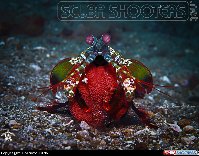 A Peacock Mantis Shrimp