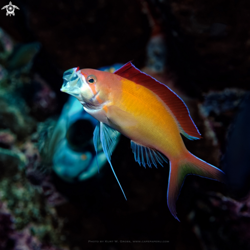 A Pseudanthias dispar | Anthias