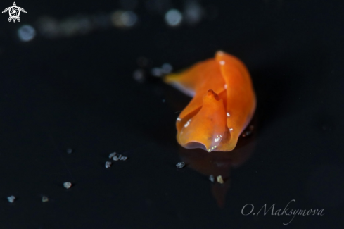 A  Batwing sea slug